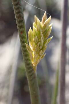 Image of bristly lovegrass