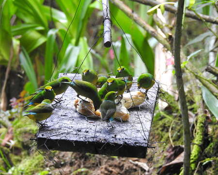 Image of Blue-naped Chlorophonia