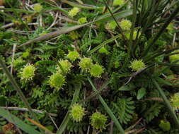 صورة Leptinella scariosa Cass