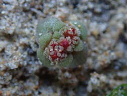 Crassula umbellata Thunb. resmi