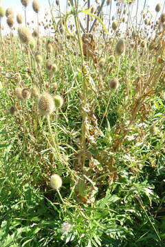 Image of Dipsacus gmelinii Bieb.