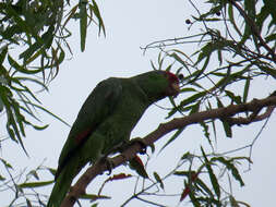 Imagem de Amazona viridigenalis (Cassin 1853)