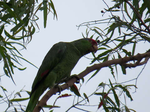 Image of Green-cheeked Amazon