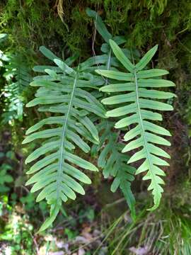 Слика од Polypodiodes amoena (Wall. ex Mett) Ching