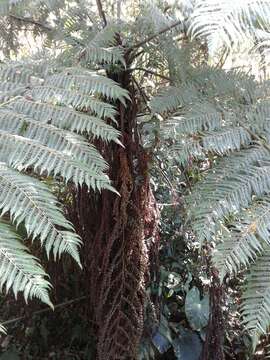 Image of Alsophila spinulosa (Wall. ex Hook.) R. M. Tryon