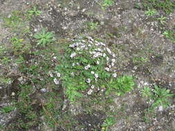 Image of Phacelia platycarpa (Cav.) Spreng.