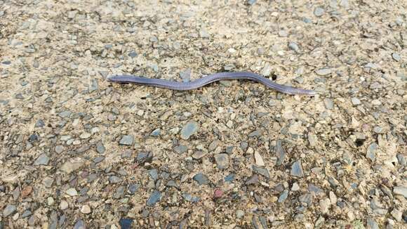 Image of Mertens'  Worm Lizard