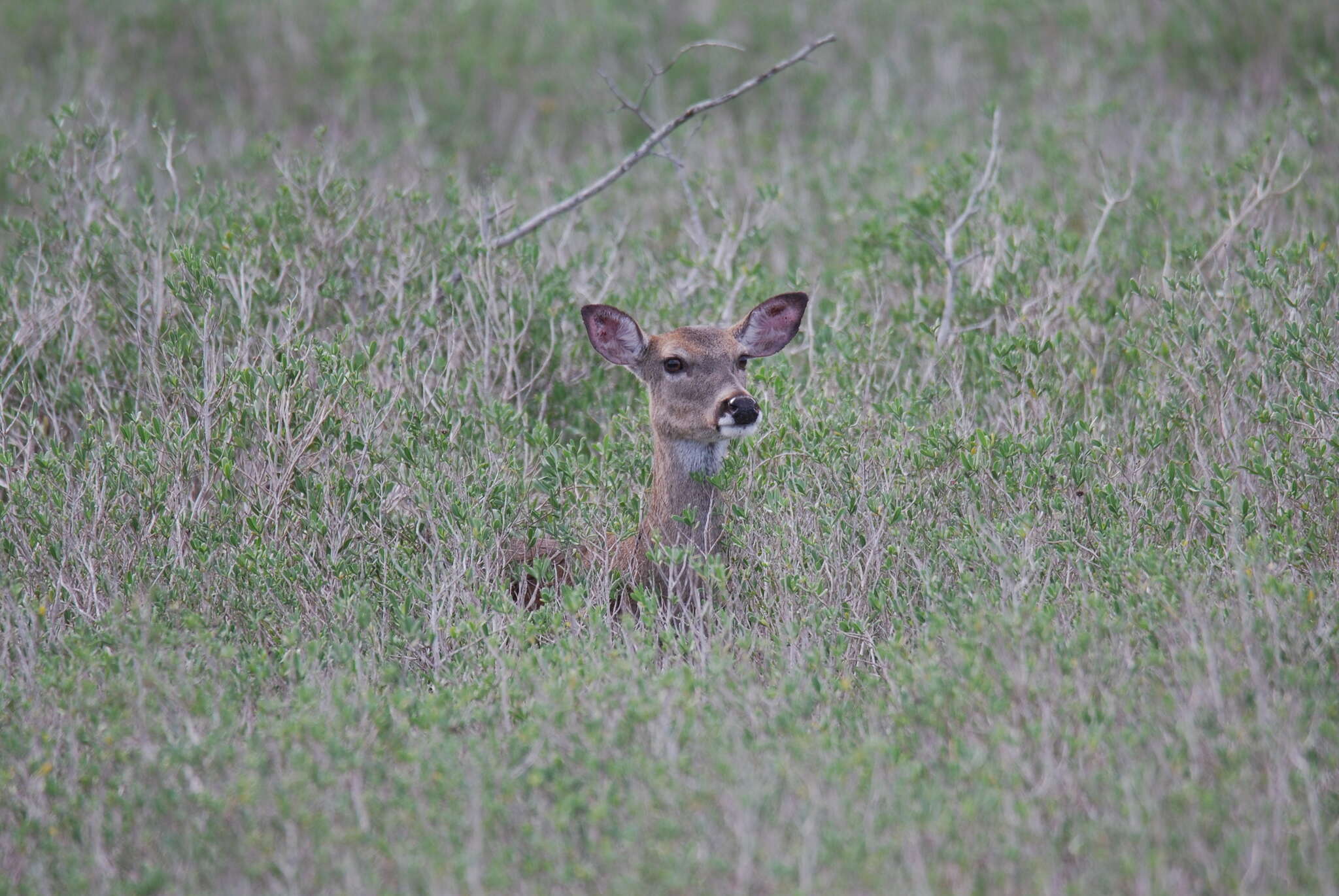 Odocoileus virginianus texanus (Mearns 1898) resmi