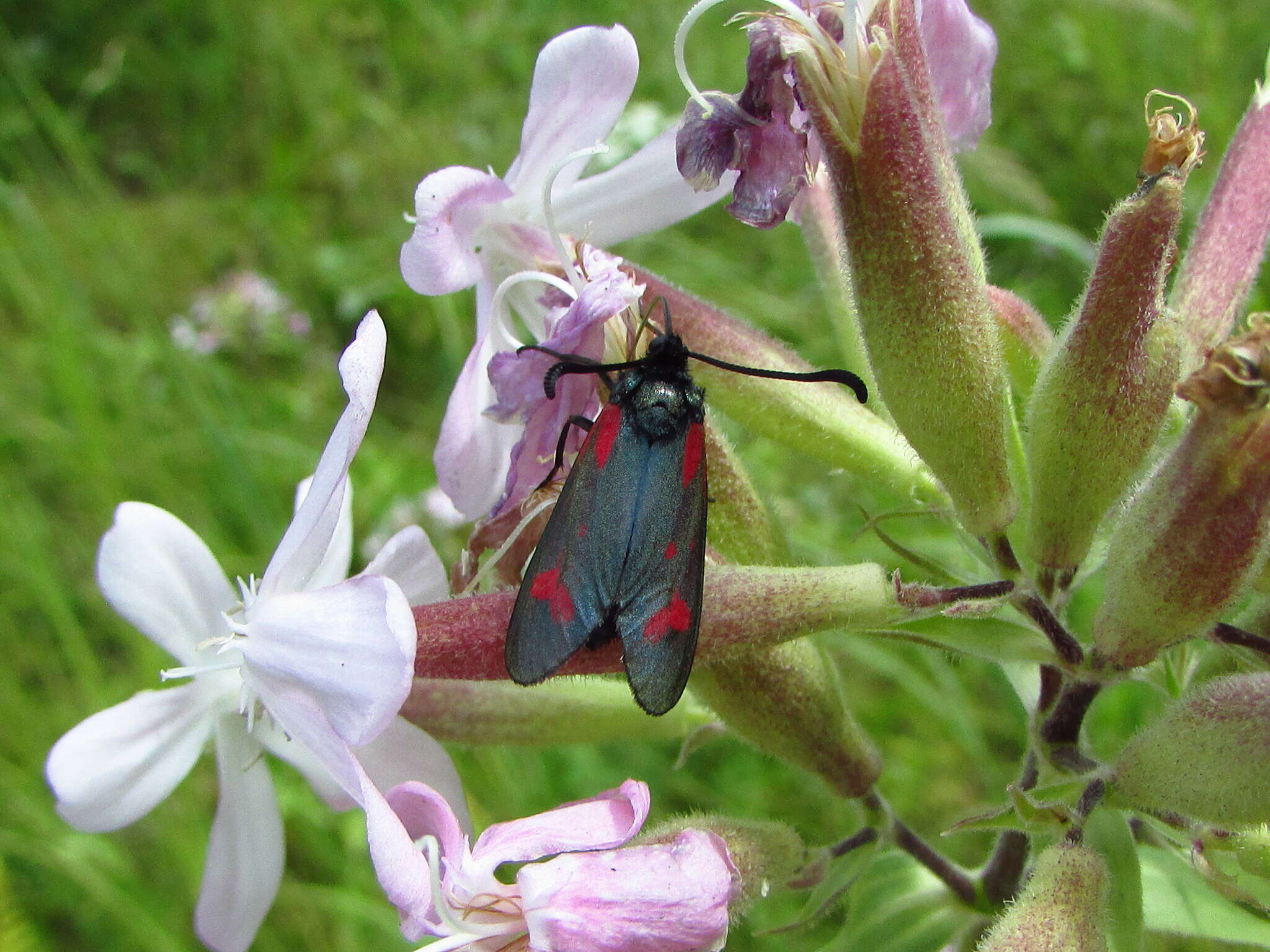 Plancia ëd Zygaena centaureae Fischer de Waldheim 1832