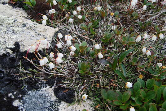 Image of clubmoss cassiope