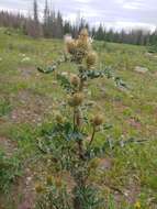 Plancia ëd Cirsium clavatum var. americanum (A. Gray) D. J. Keil