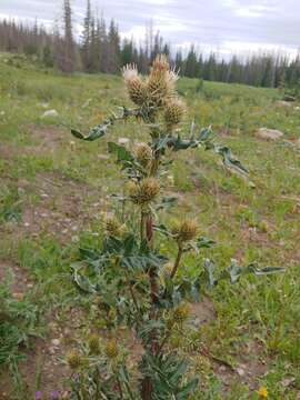 Plancia ëd Cirsium clavatum (M. E. Jones) Petr.