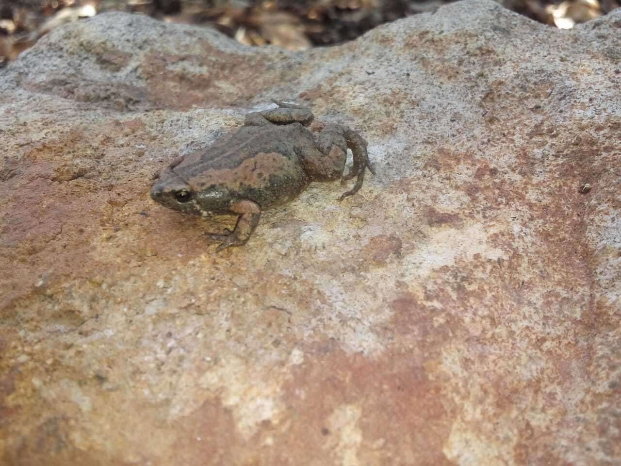 Image of Two-spaded Narrowmouth Toad