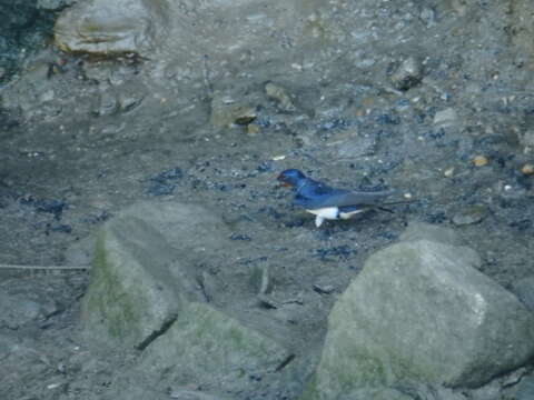 Image of Hirundo rustica rustica Linnaeus 1758