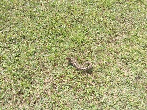 Image of Alligator lizards