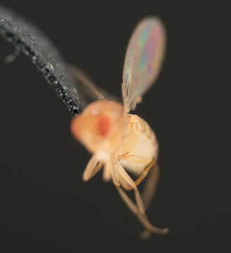 Image of fruit fly