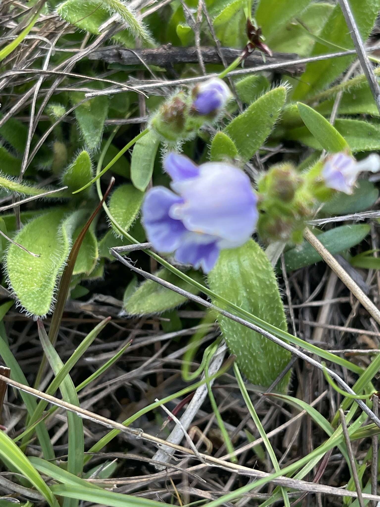 Imagem de Craterostigma plantagineum Hochst.