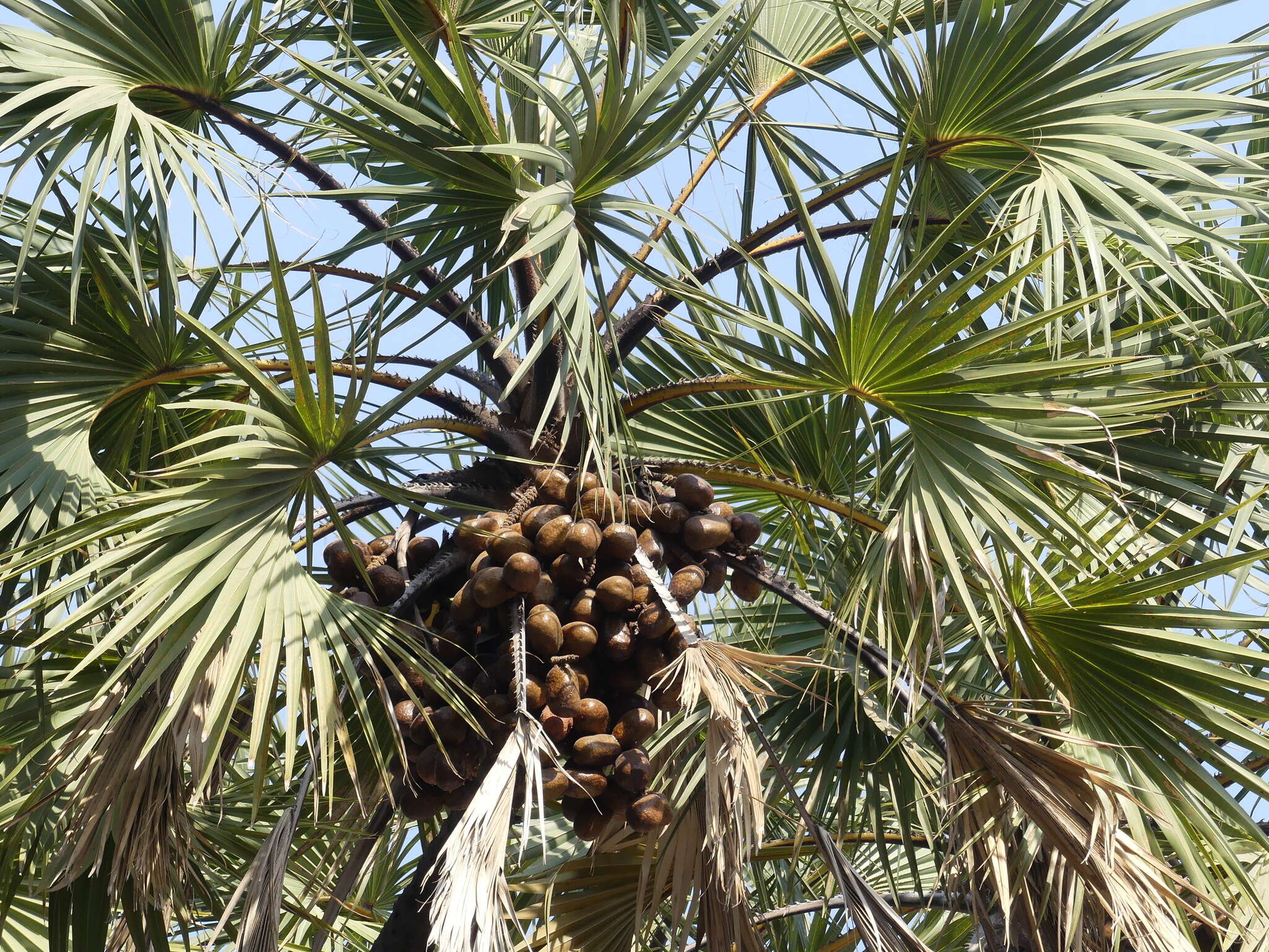 Image de Hyphaene dichotoma (J. White Dubl. ex Nimmo) Furtado