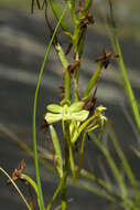 Image of Habenaria ambositrana Schltr.