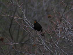 Слика од Turdus merula cabrerae Hartert 1901