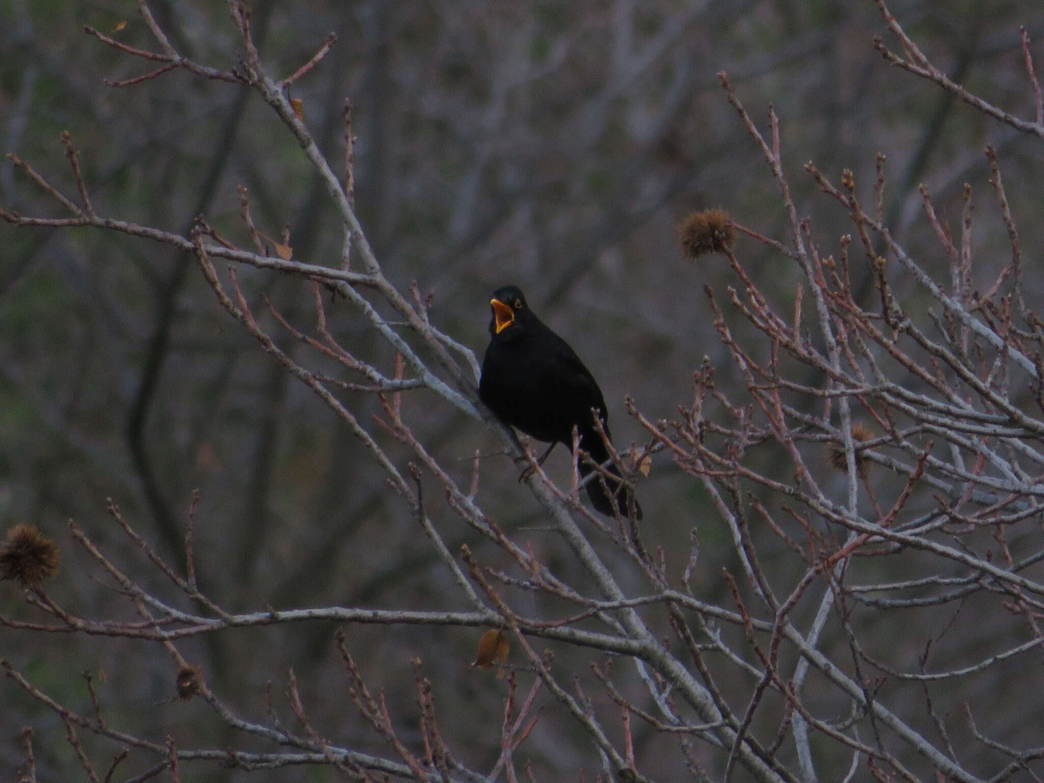 Слика од Turdus merula cabrerae Hartert 1901