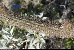 Imagem de Cylindropuntia santamaria (E. M. Baxter) Rebman