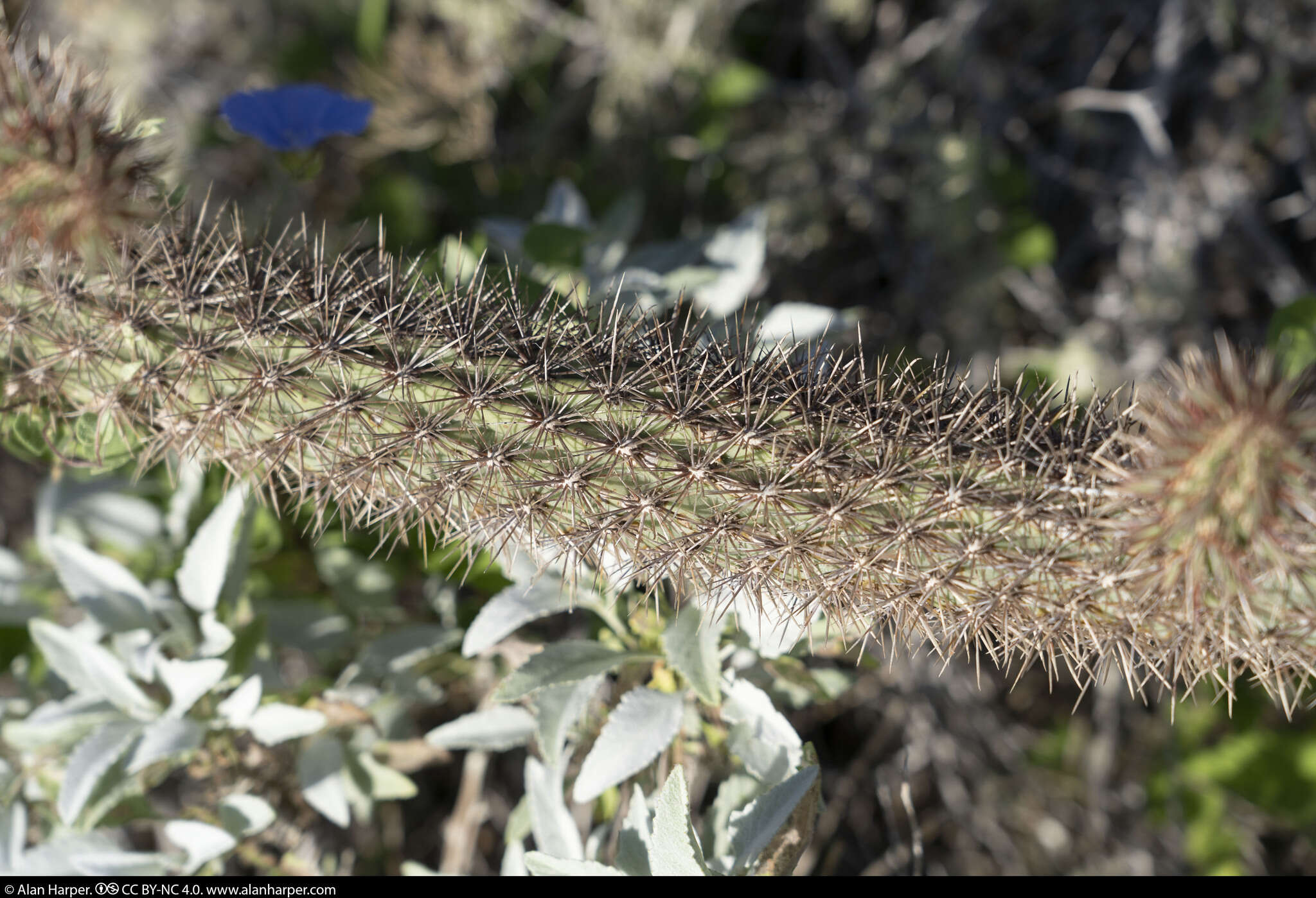 Imagem de Cylindropuntia santamaria (E. M. Baxter) Rebman