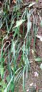 Image of grass fern