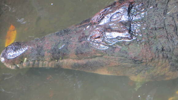 Image of Tomistoma