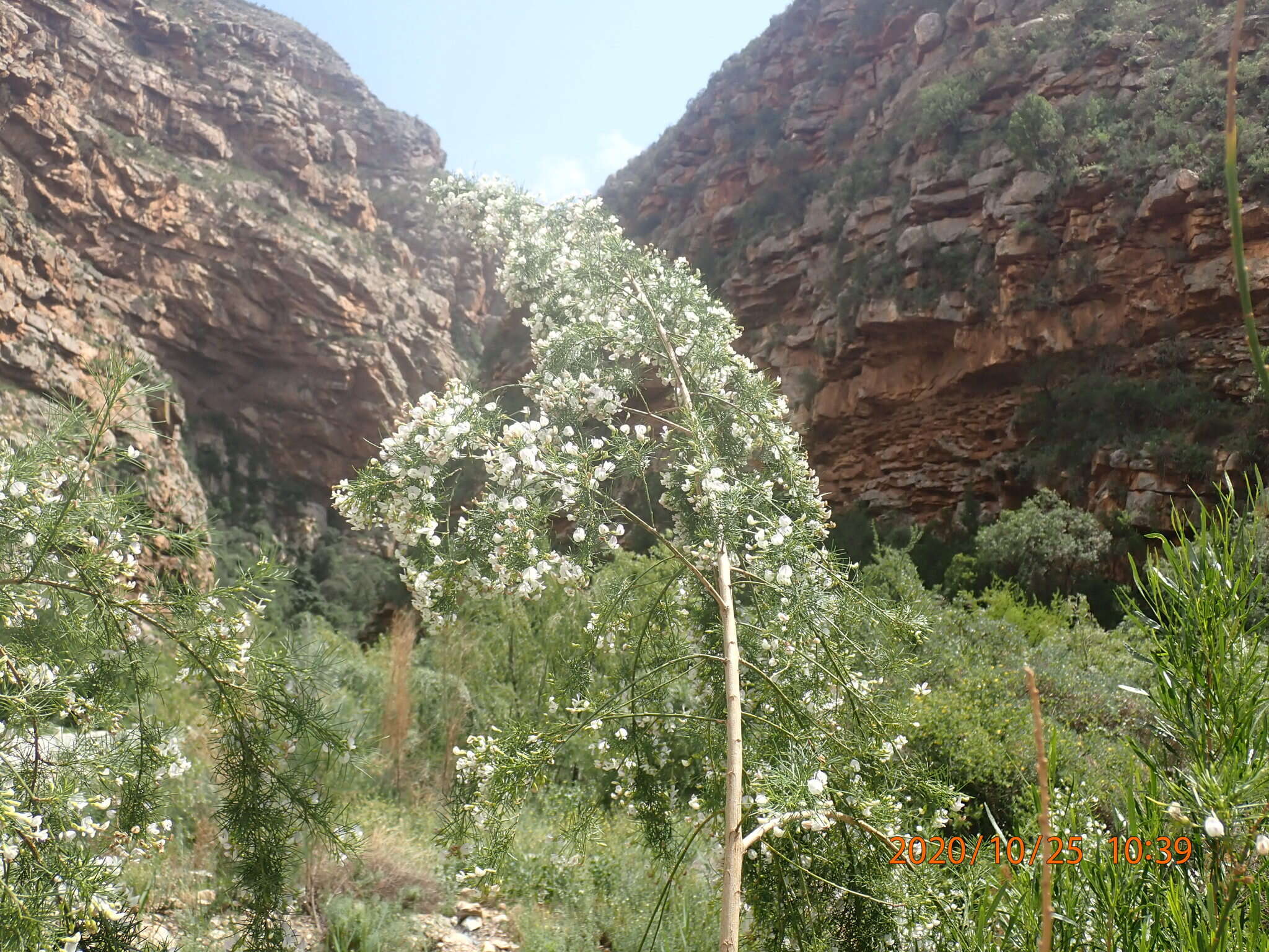 Image of Psoralea imminens