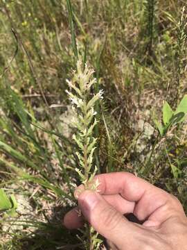 Слика од Liatris elegans var. kralii Mayfield