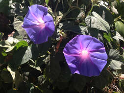 Imagem de Ipomoea indica (J. Burman) Merr.