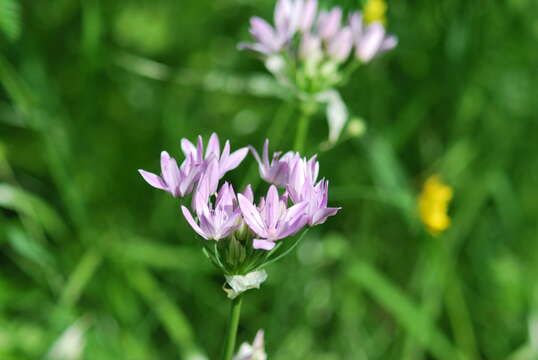 Allium unifolium Kellogg resmi