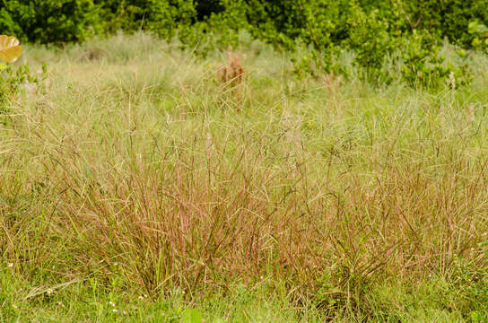 Image of coconut paspalum