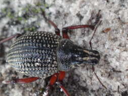 Image of Catasarcus impressipennis (Boisduval 1835)