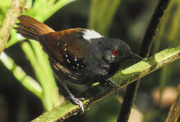 Image of Dull-mantled Antbird