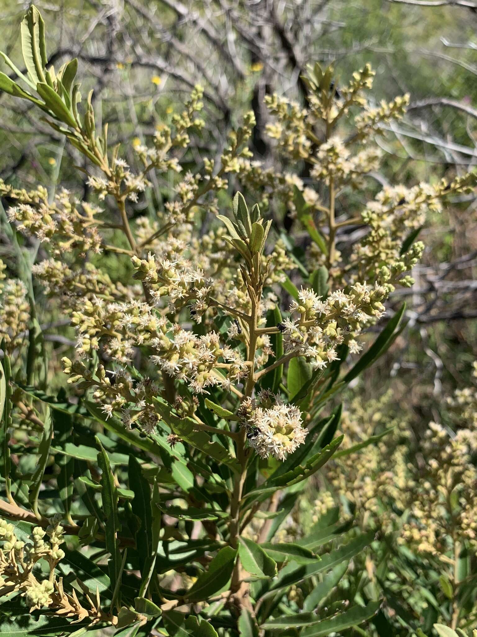 Imagem de Brachylaena neriifolia (L.) R. Br.