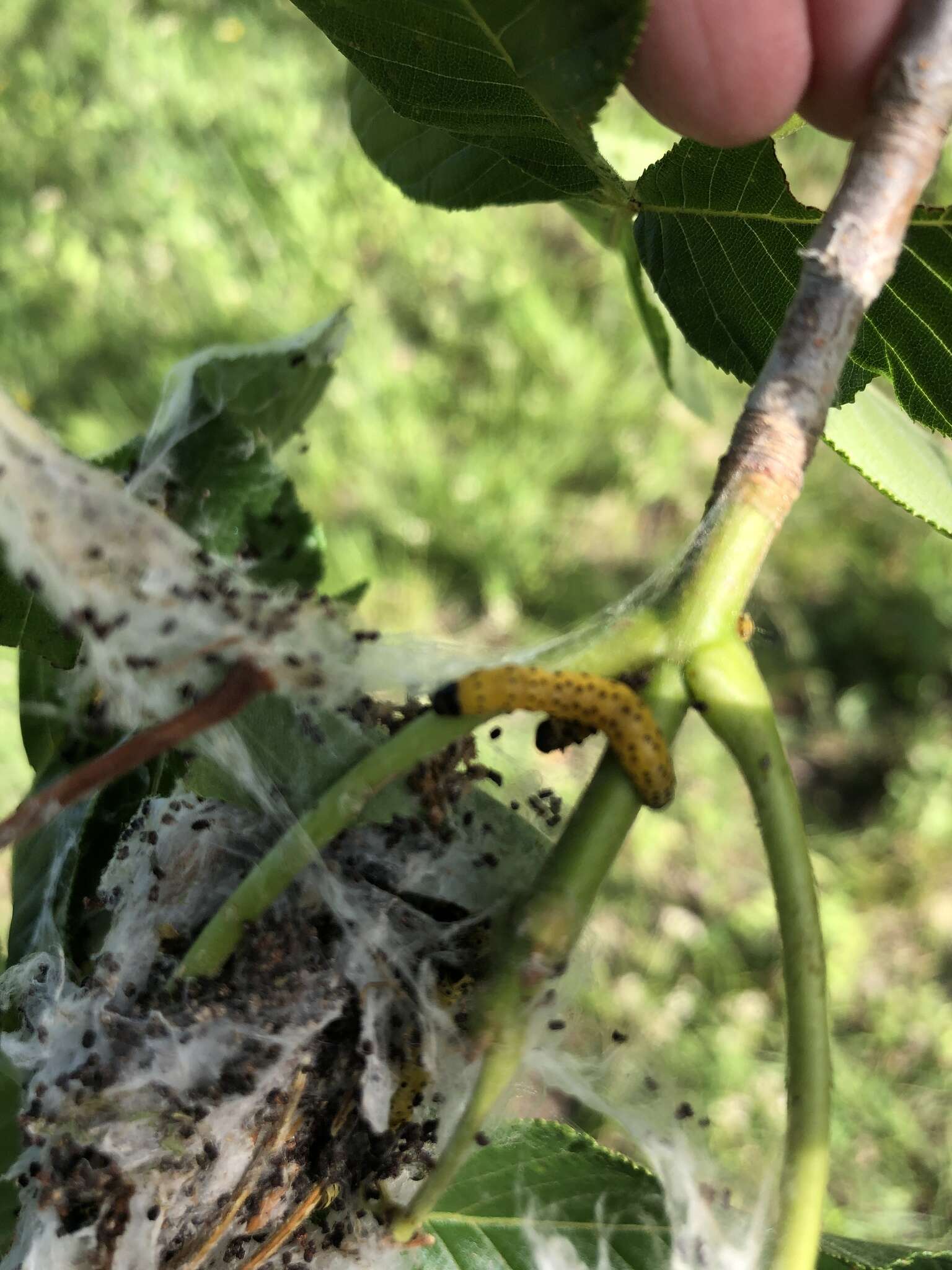 Image of Southern Ugly-nest Caterpillar Moth