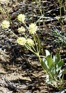 Image of barestem biscuitroot