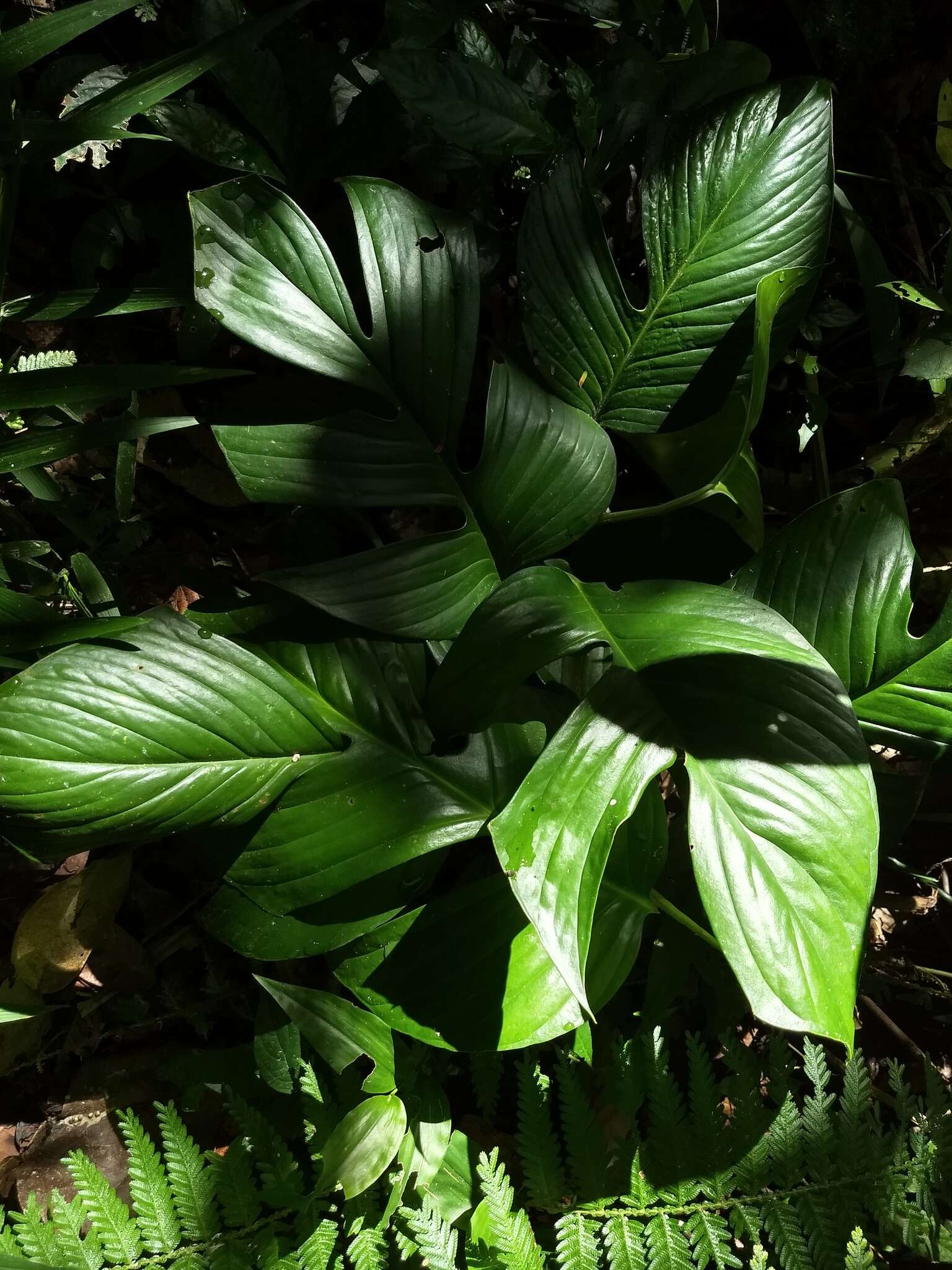 Image of Monstera dissecta (Schott) Croat & Grayum