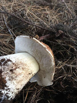 Image of Cep