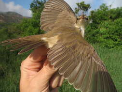 Image of Basra Reed-Warbler