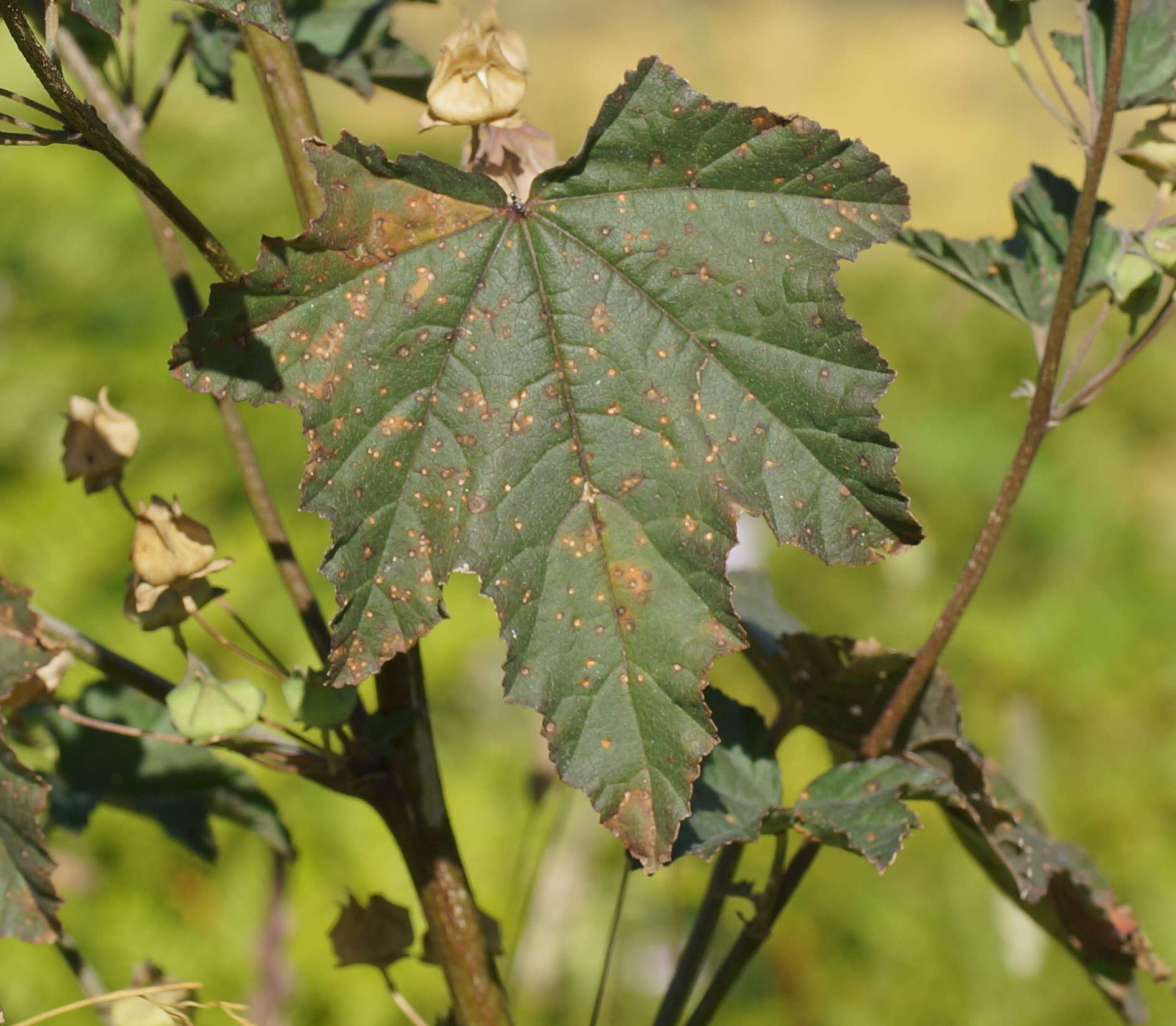 Image de Malva weinmanniana (Besser ex Rchb.) Conran