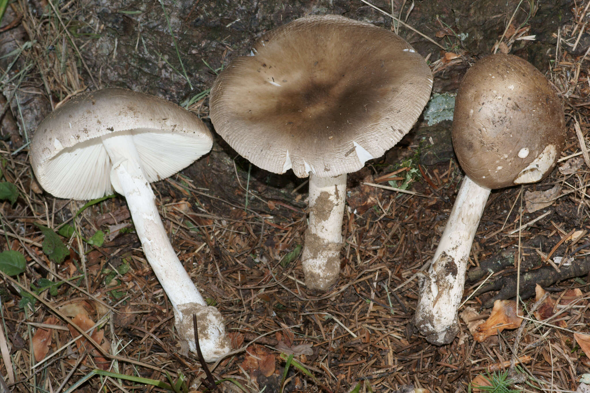 Image de Amanita spreta (Peck) Sacc. 1887