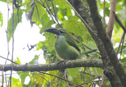 Aulacorhynchus derbianus Gould 1835的圖片