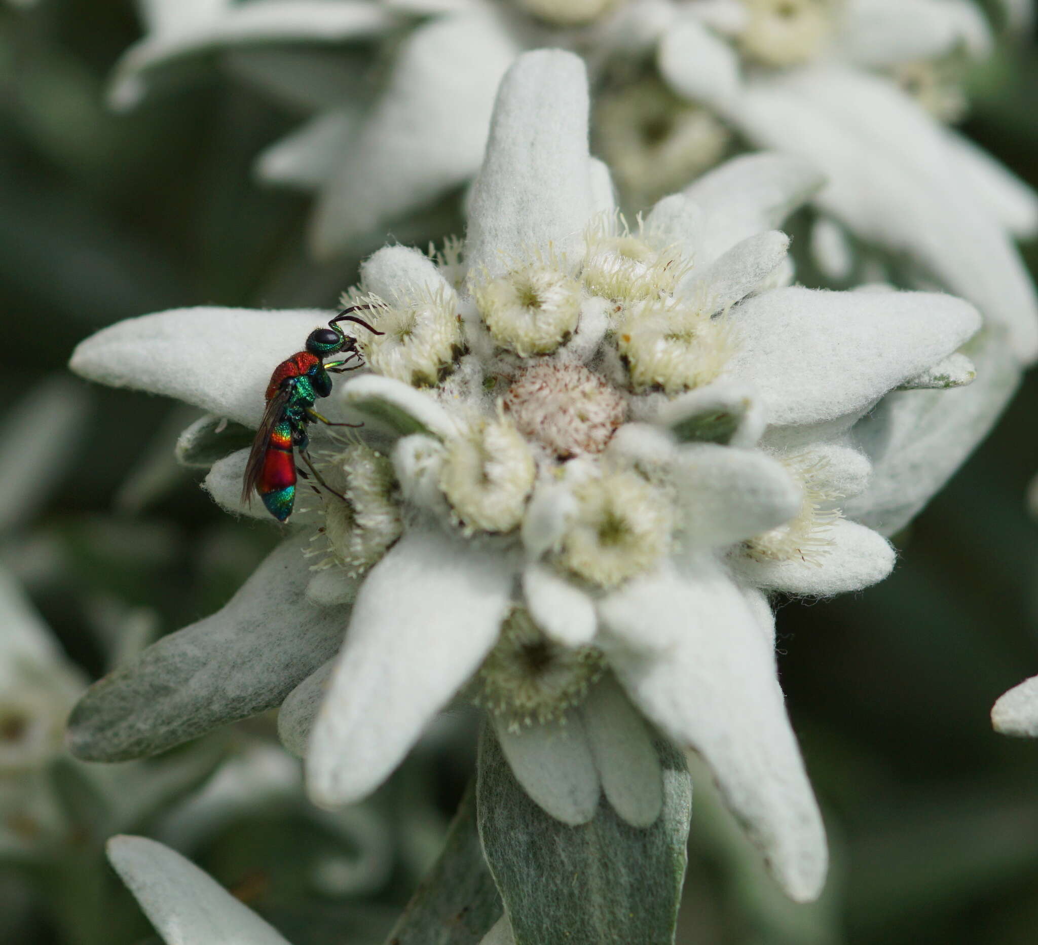 Image of Chrysis viridula L.