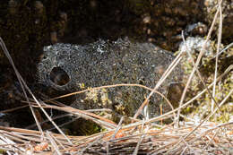 Dubiaranea distincta (Nicolet 1849) resmi