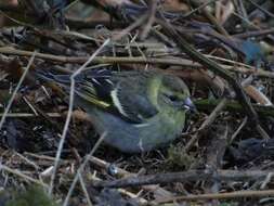 Image of Black-chinned Siskin