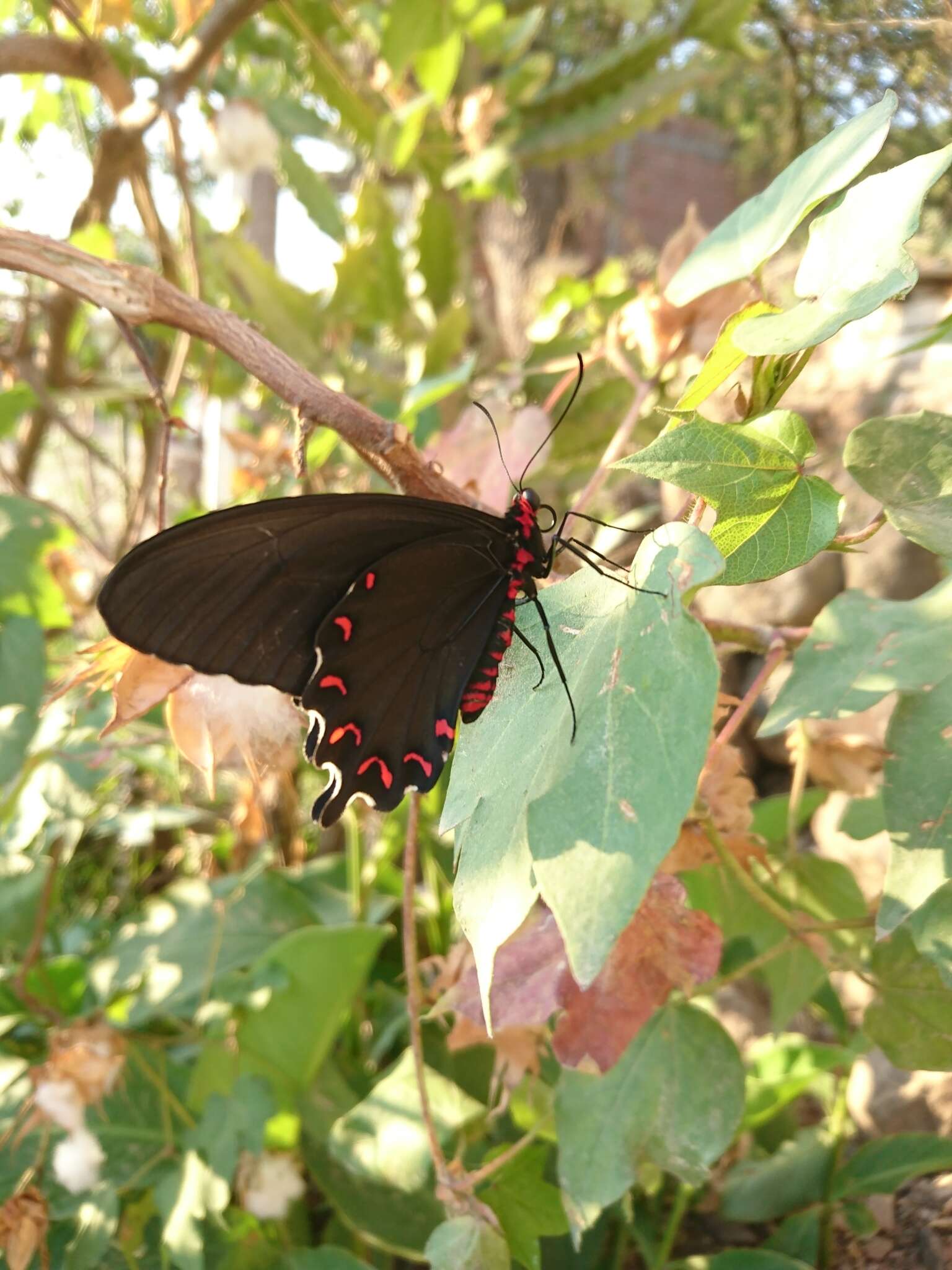 Parides montezuma (Westwood 1842) resmi