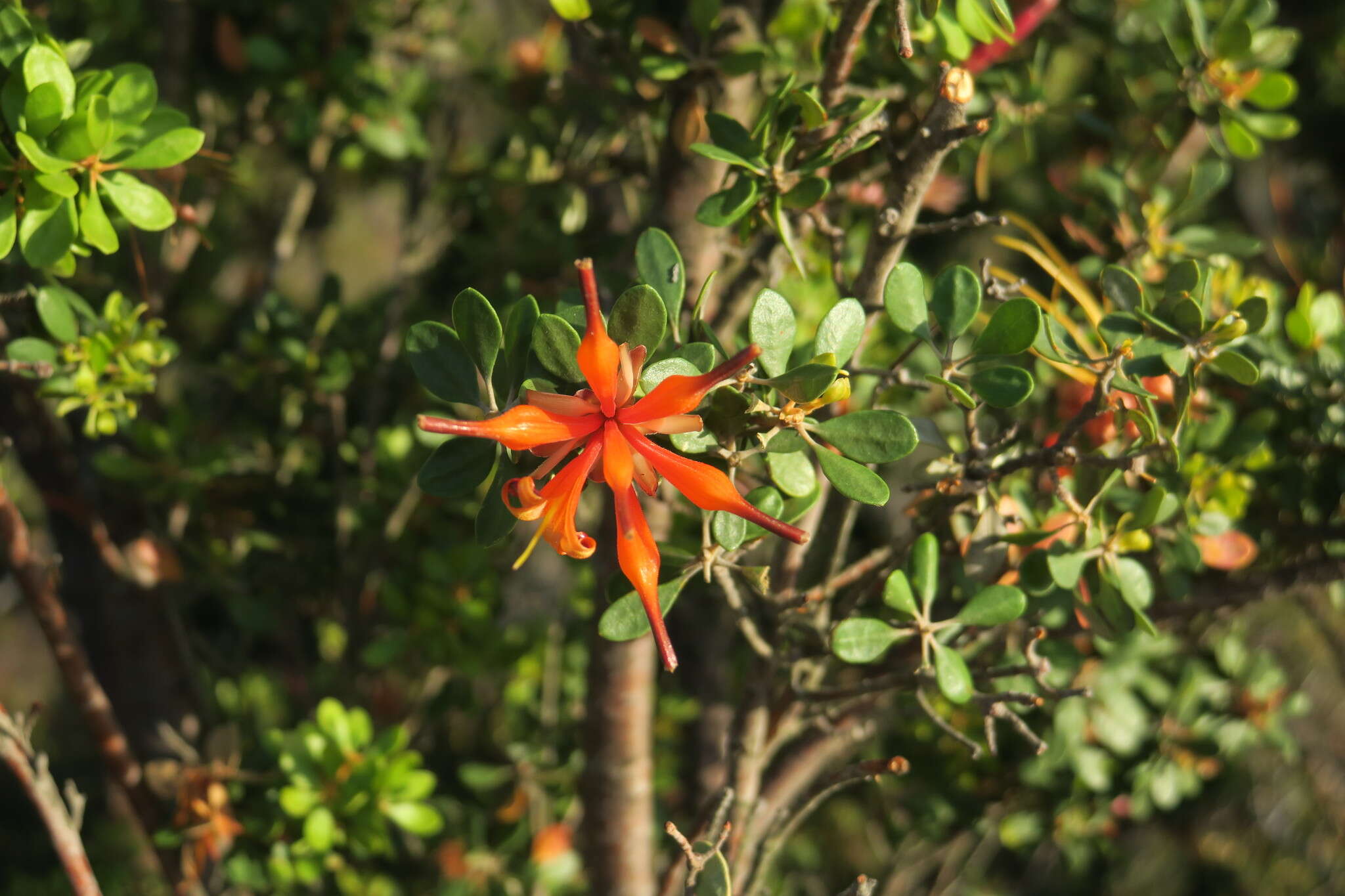 Image of <i>Lambertia <i>inermis</i></i> var. inermis